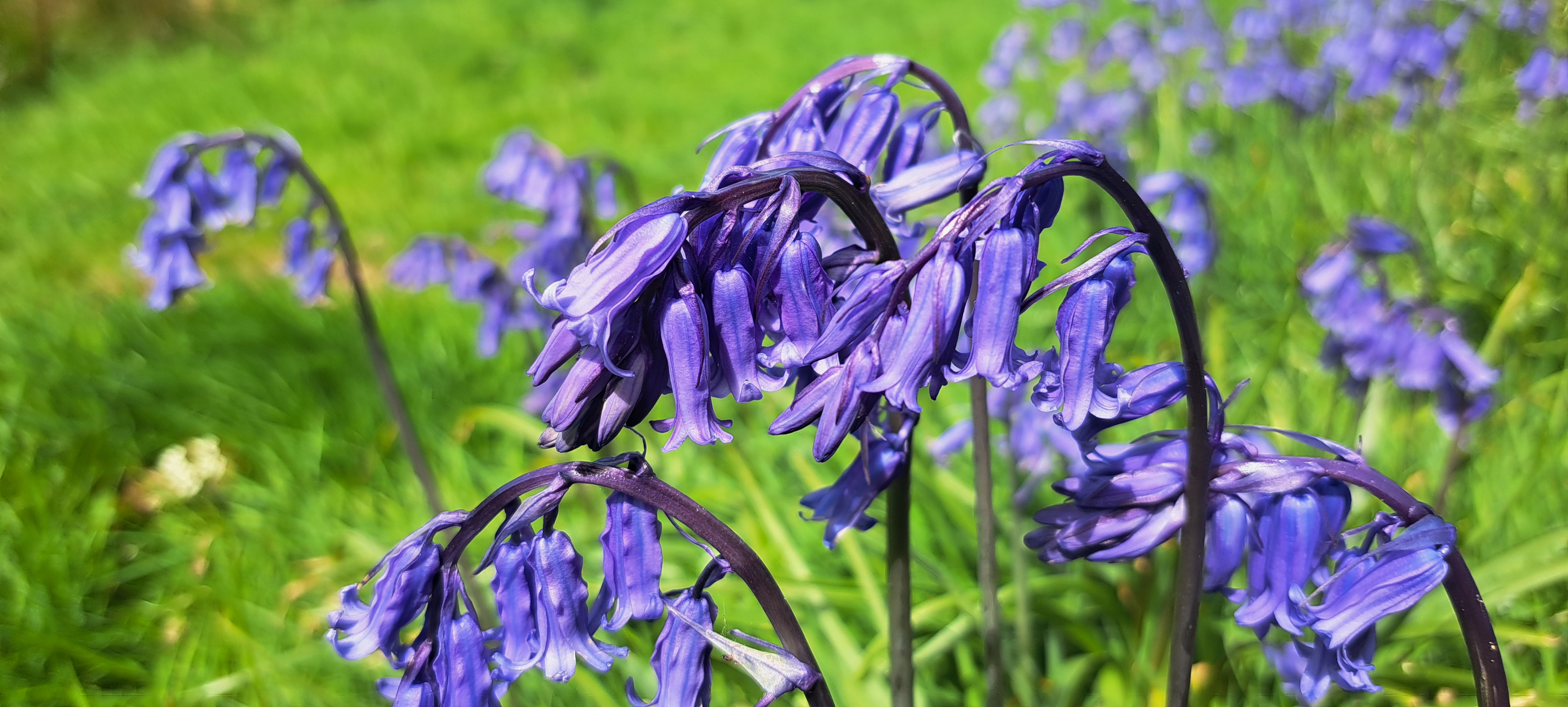 Flower Power in Irish Mythology