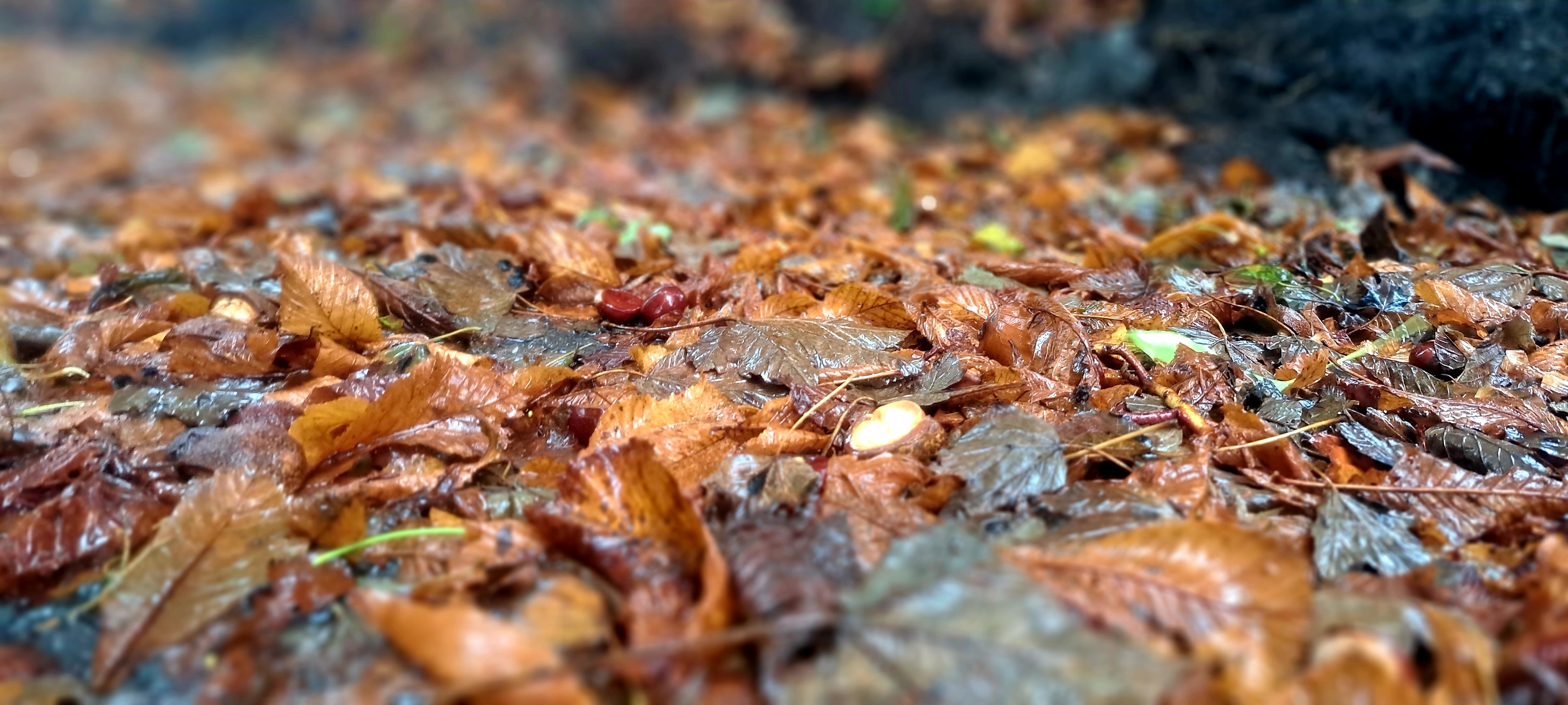 2 Fantastic Free Ways You’ll Benefit from Nature this Autumn