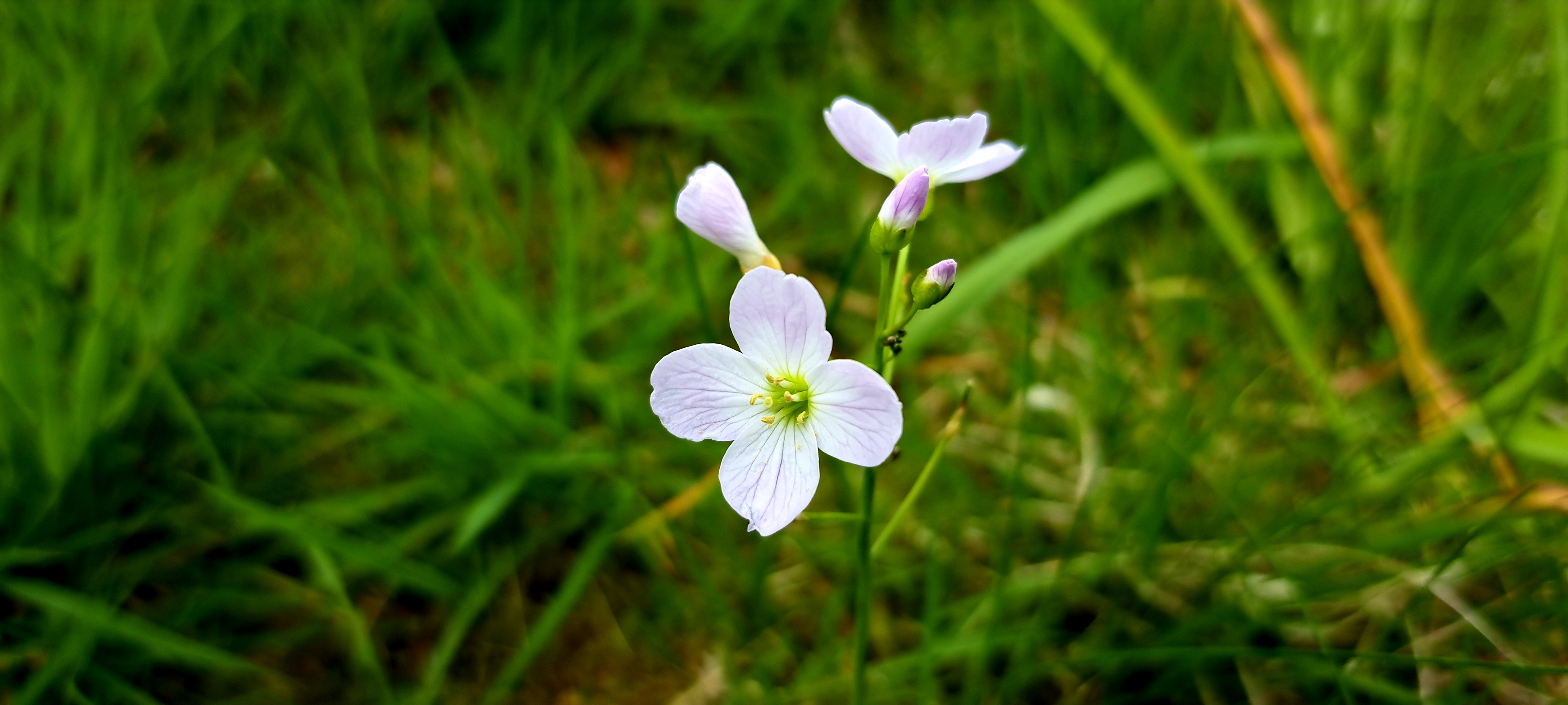 An Scairbhín