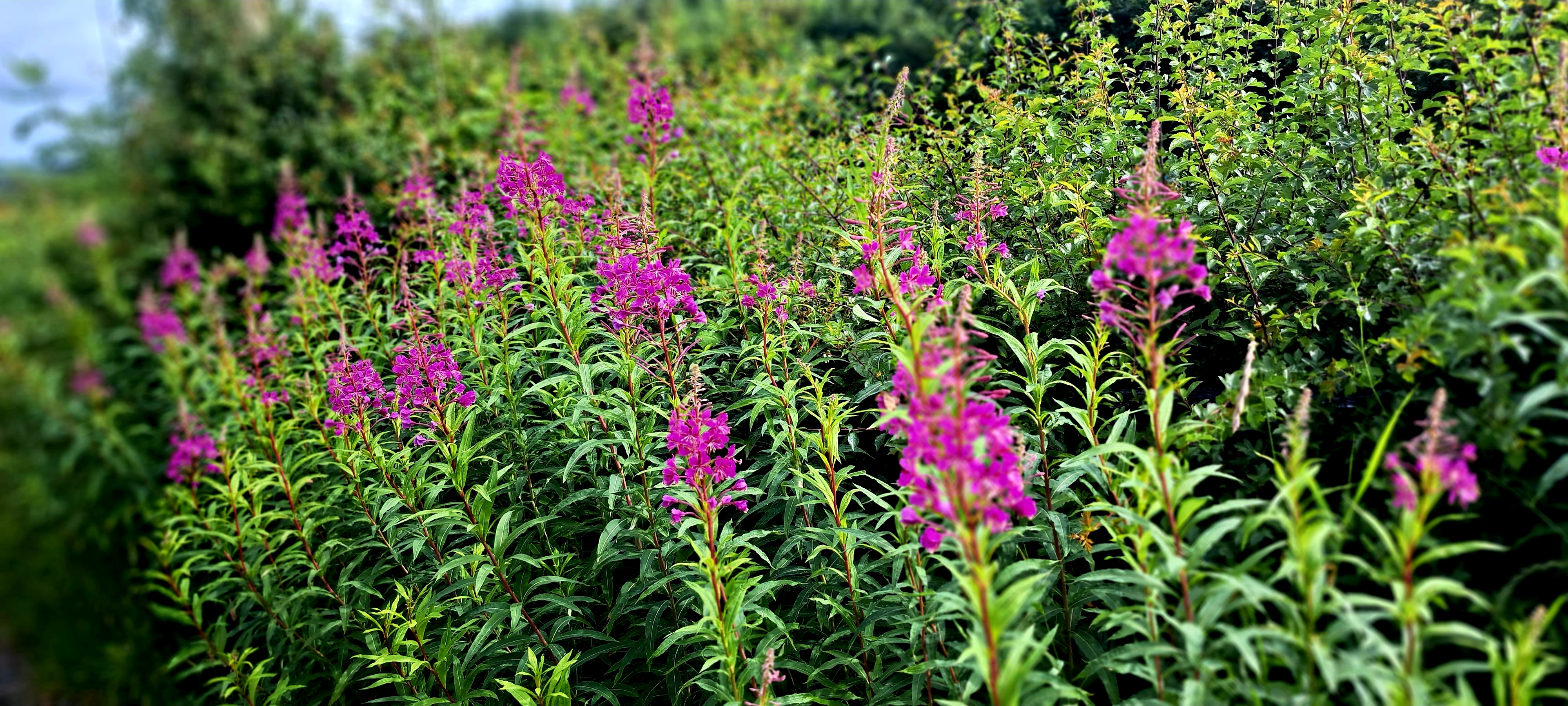 A swathe of tall fireweed flowers, with long narrow leaves and plumes of bright pink-purple flowers.