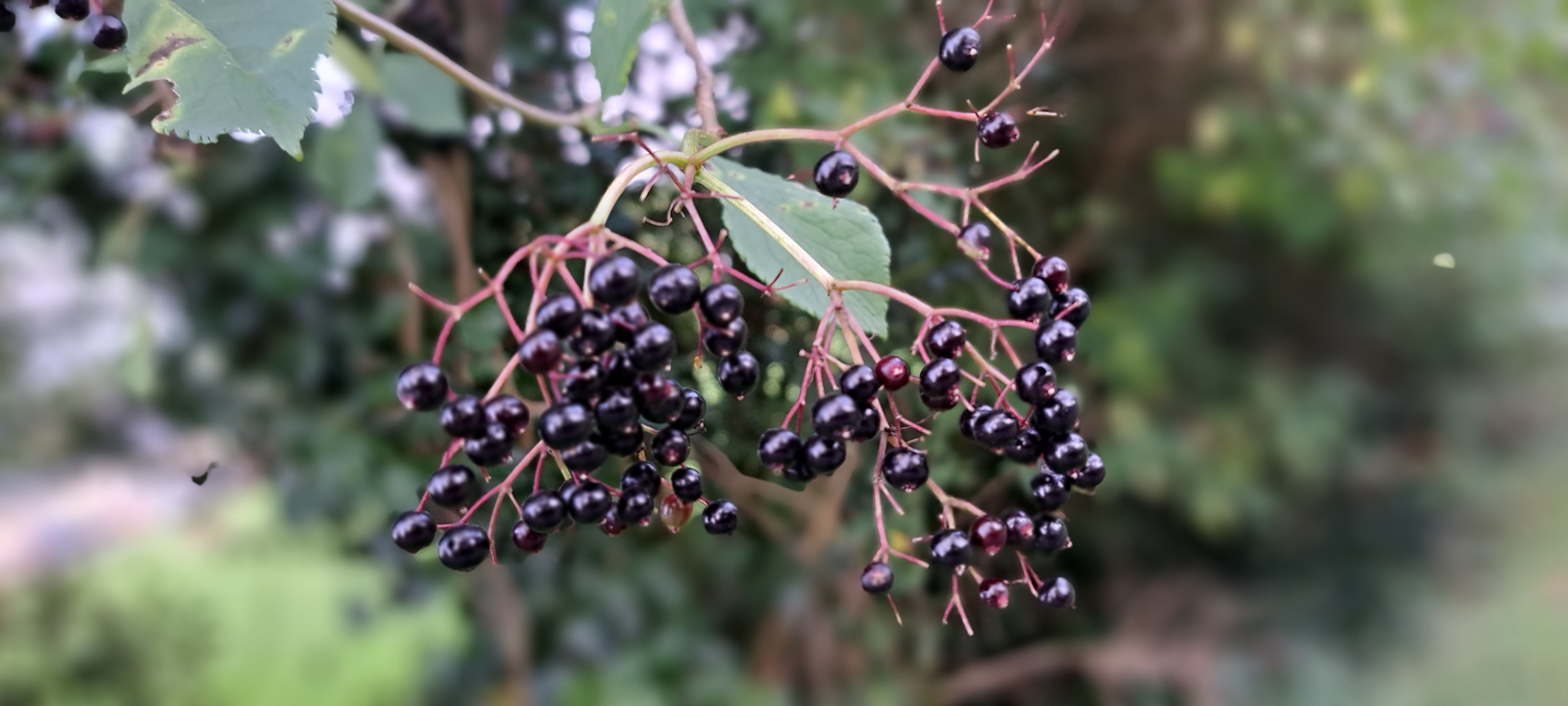 Plant Generosity & Negative Reciprocity