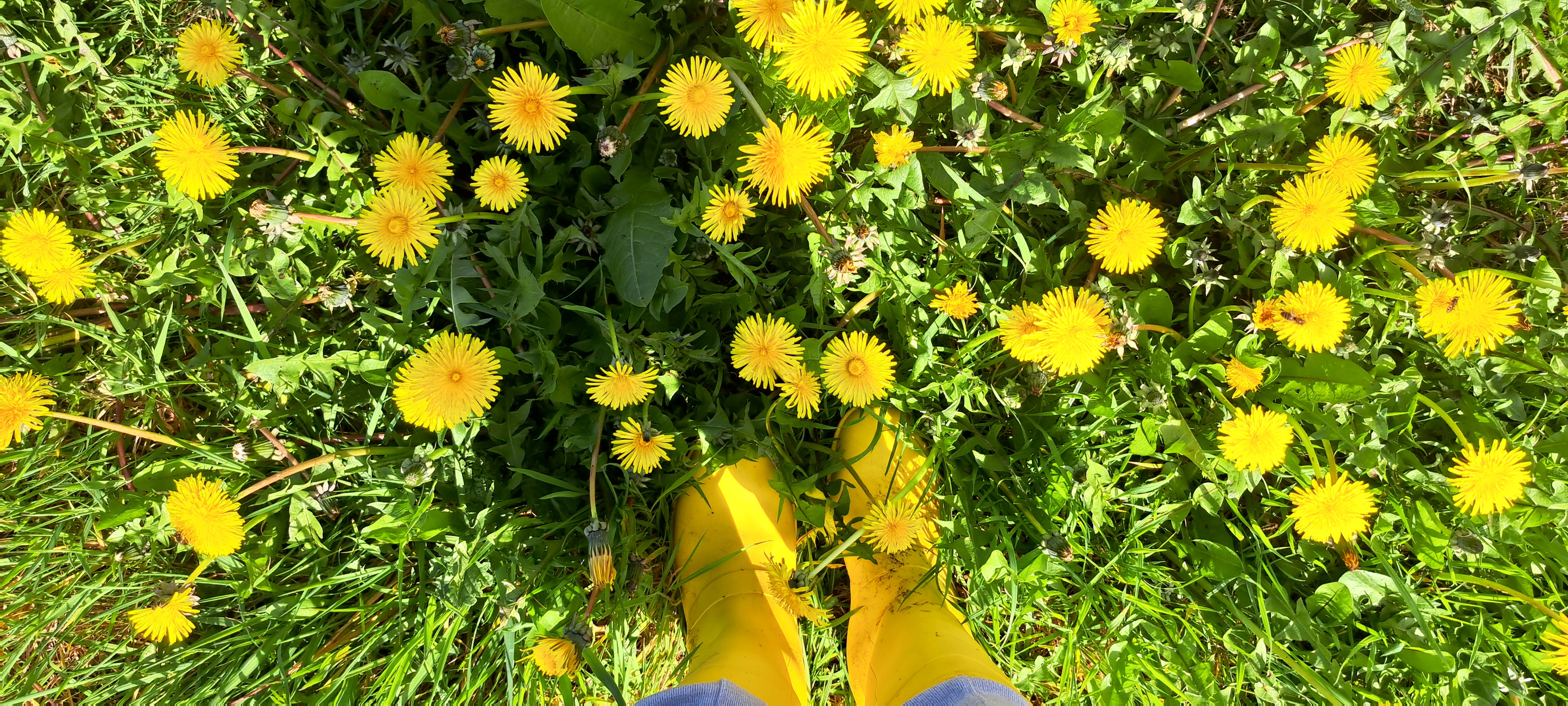 Looking down at the ground which is covered with the cheery yellow proffusion of dandelions with my feet in their matching yellow wellies among them