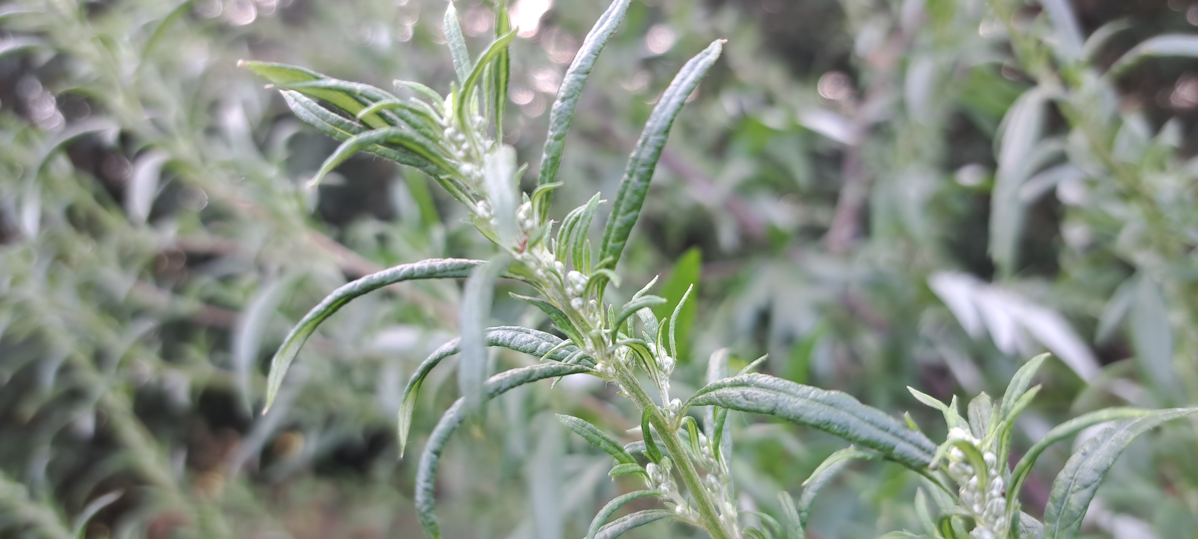A sprig of mugwort that is just starting to bud with tiny white flowers.